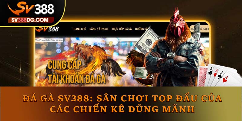 Đá Gà SV388: Sân Chơi TOP Đầu Của Các Chiến Kê Dũng Mãnh Đá Gà SV388: Sân Chơi TOP Đầu Của Các Chiến Kê Dũng Mãnh